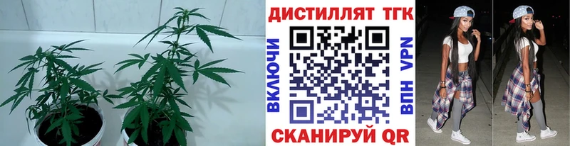 Купить где  Мамоново  Дистиллят ТГК концентрат 